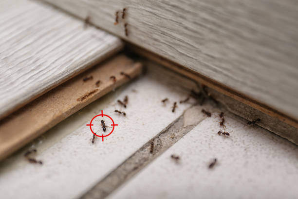 Best Pest Removal Services  in Squirrel Mountain Valley, CA