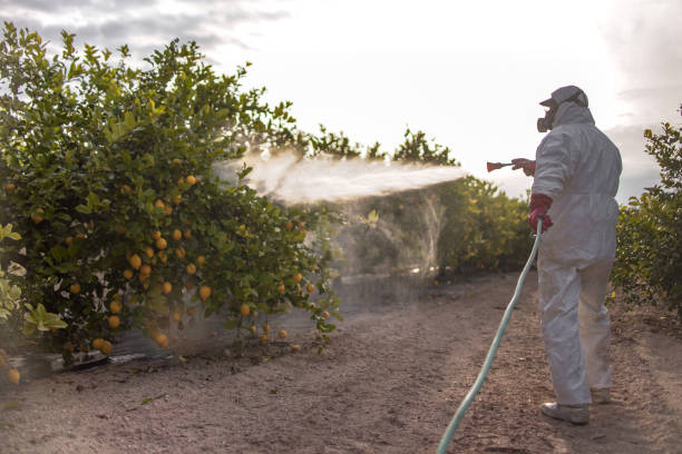 Wildlife Control Services in Squirrel Mountain Valley, CA