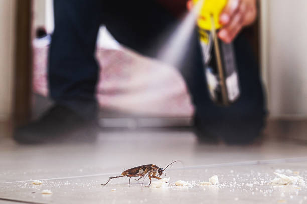 Best Pest Control Near Me  in Squirrel Mountain Valley, CA