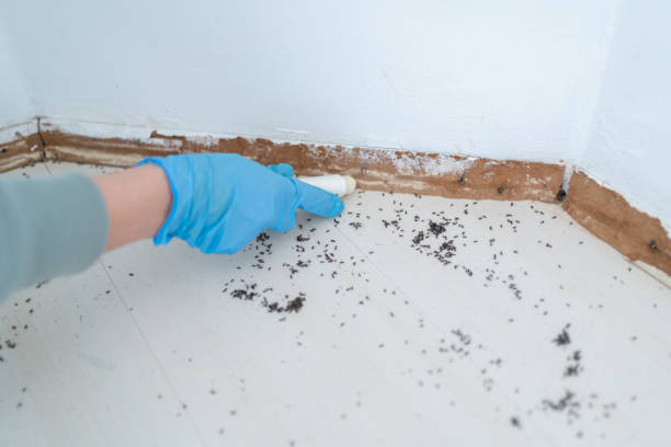 Squirrel Mountain Valley, CA Pest Control Company