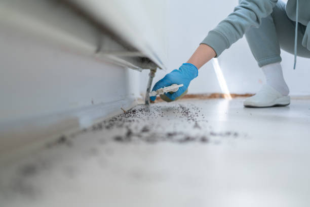 Best Exterminator Services  in Squirrel Mountain Valley, CA